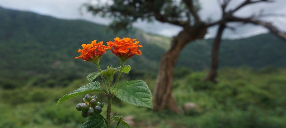Photograph by Prabhu Viswanathan