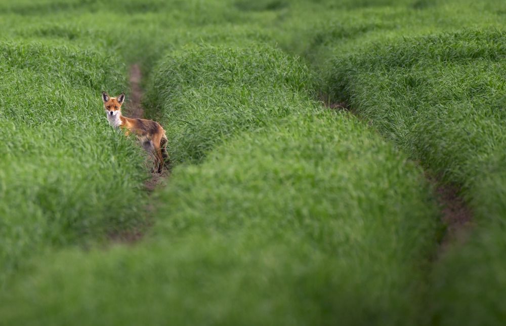 Photograph by Елена