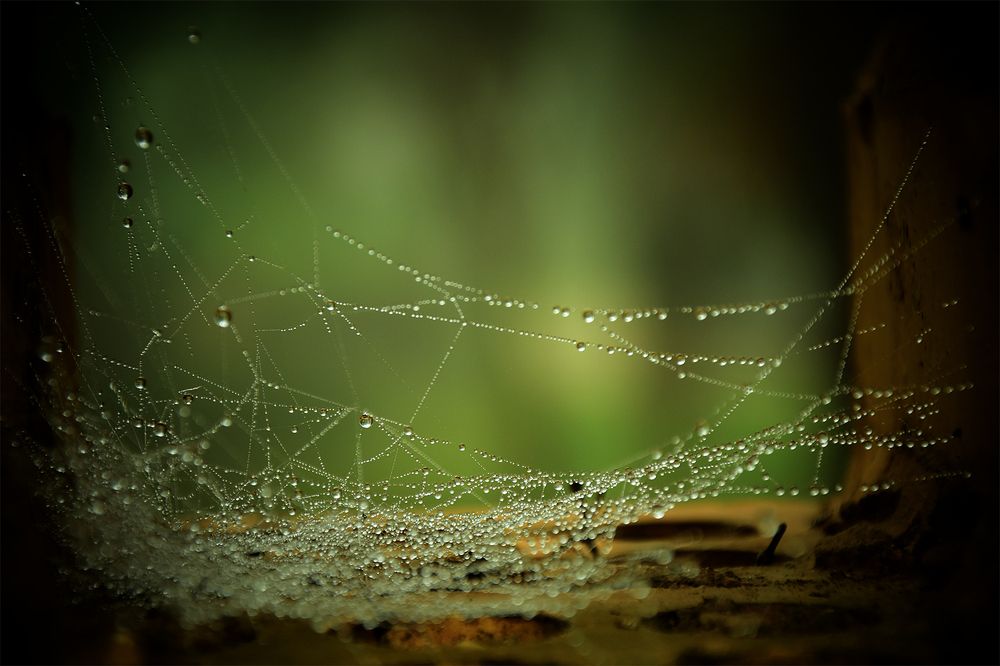 Фотография автора Koosha Zeineddin