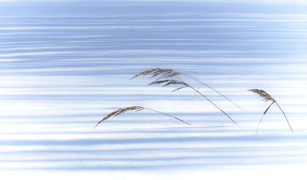 На полосатом ковре