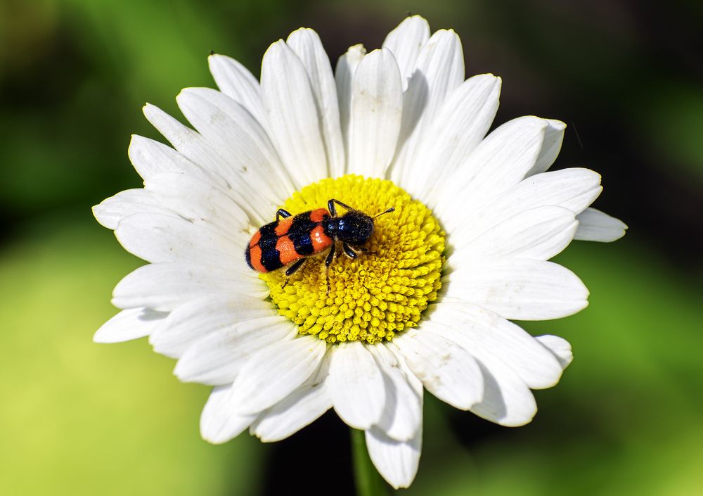 Фотография автора Андрей Гордиенко