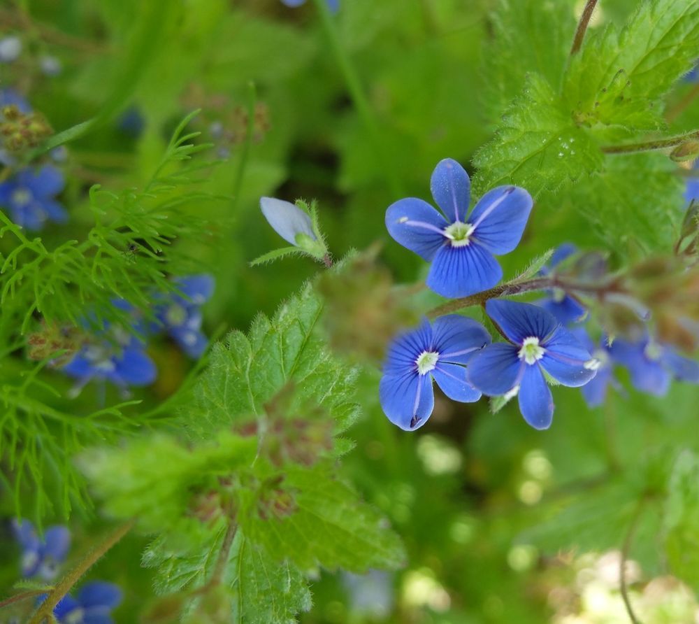 Photograph by Ираида Стародубцева