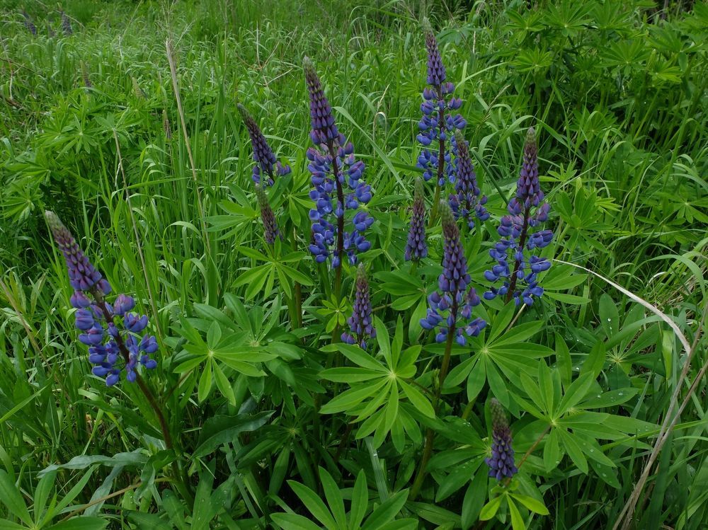 Photograph by Ираида Стародубцева