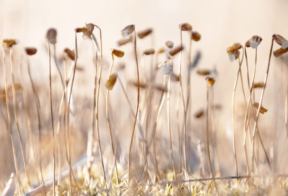 Photograph by Татьяна Романова