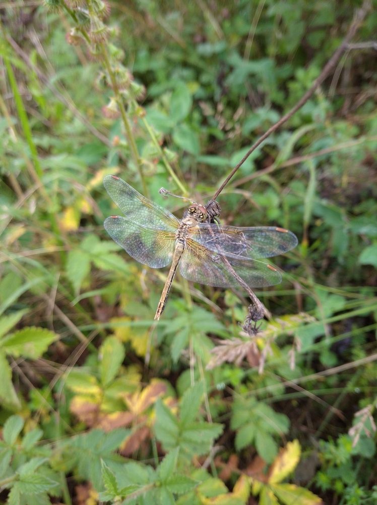 Photograph by Елена Коробченко