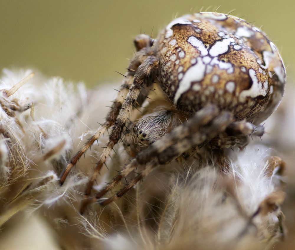 Photograph by Эльвира Быкова