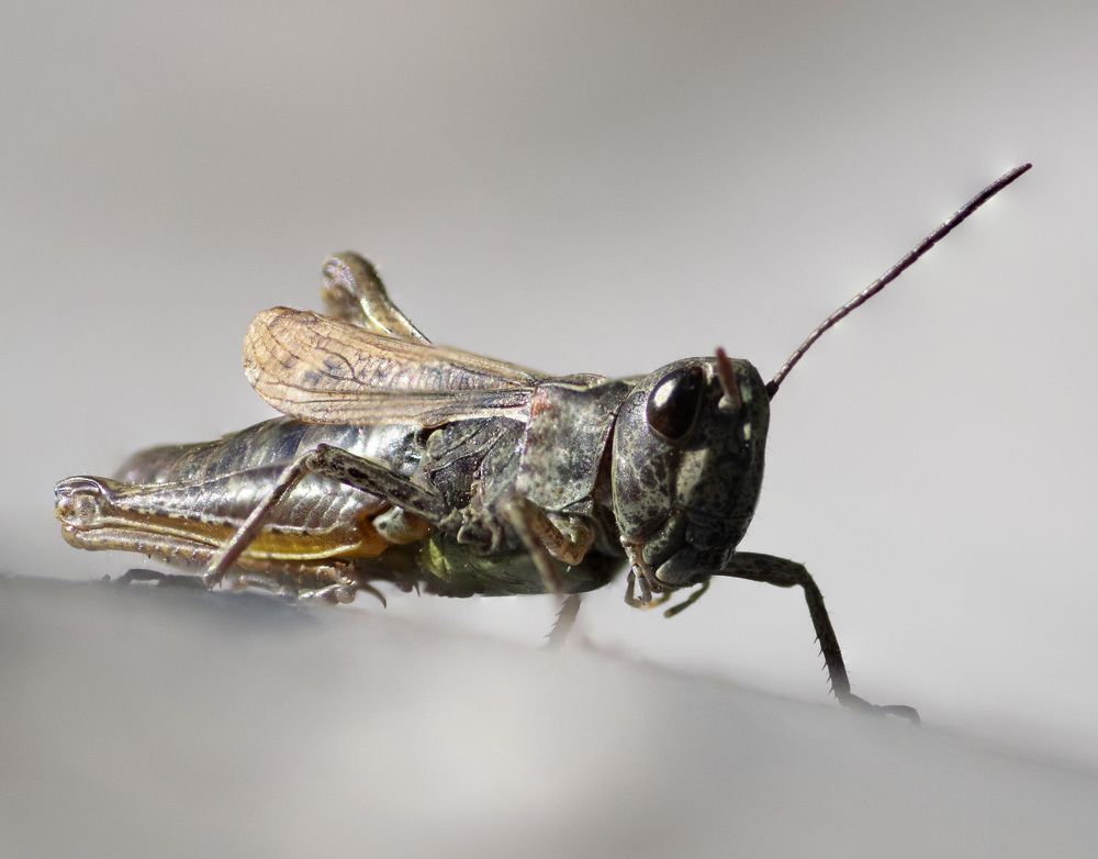 Photograph by Эльвира Быкова