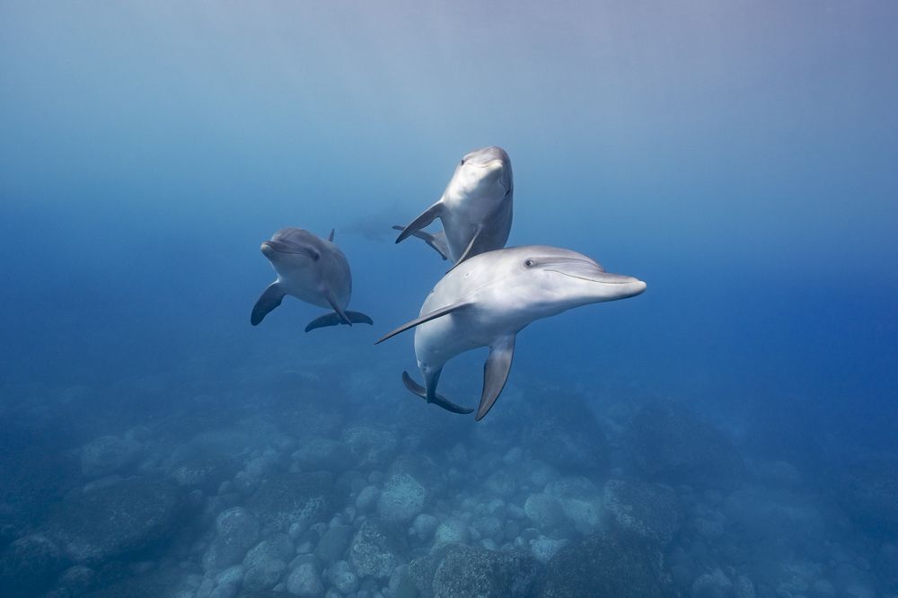 Looking at the camera