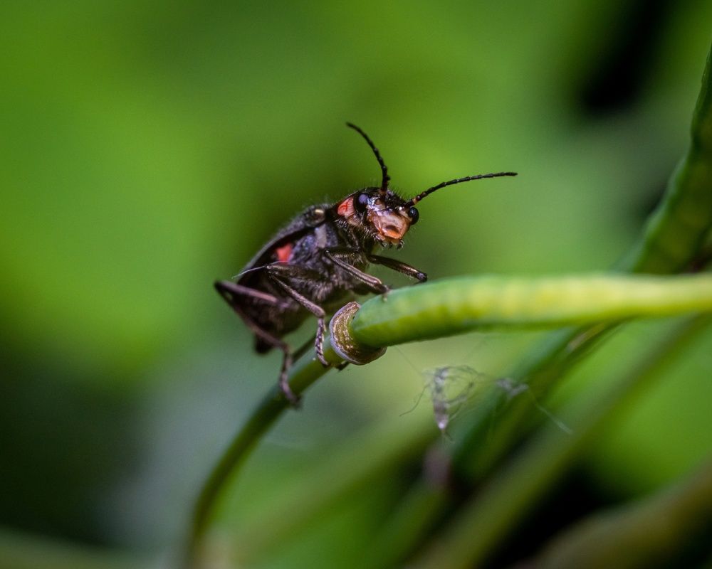 Фотография автора Андрей Баранов