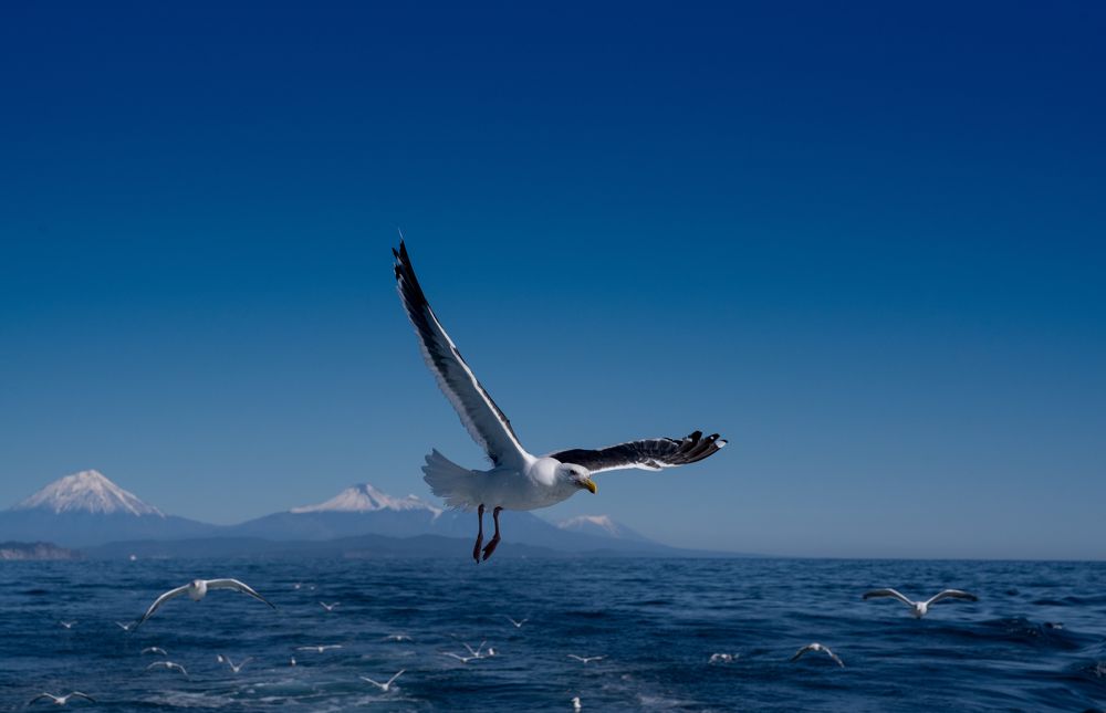 Photograph by Николай Фонарёв