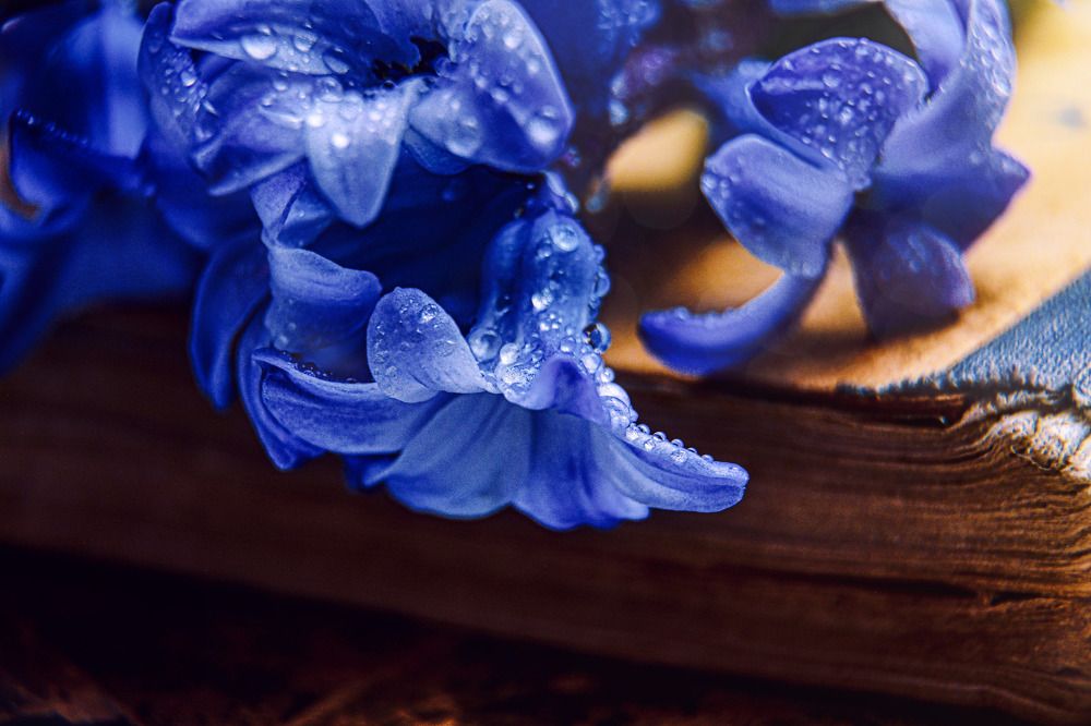 Photograph by Светлана Перминова