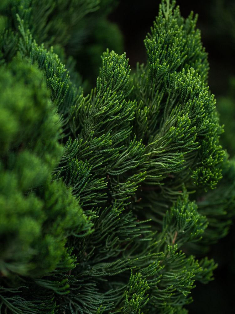 Photograph by Доляна