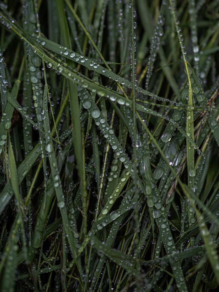 Photograph by Доляна