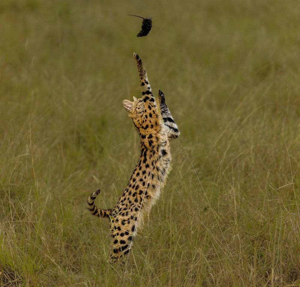 Фотография автора Nishank Joshi