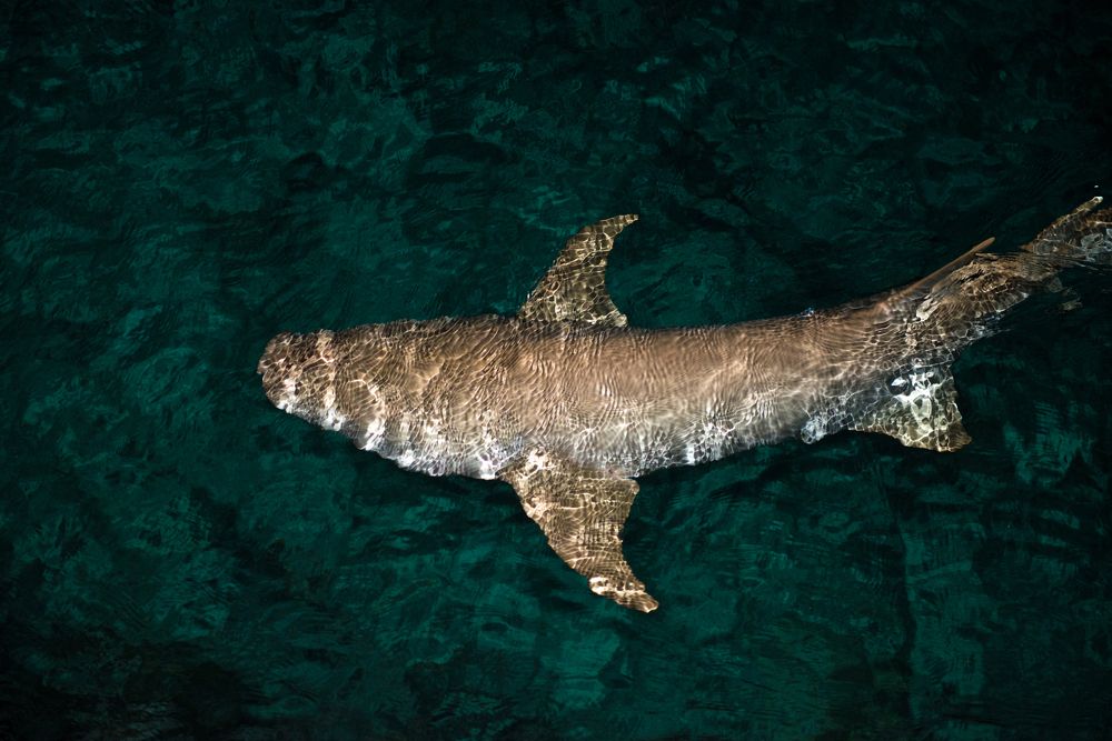 Фотография автора Яна Романова