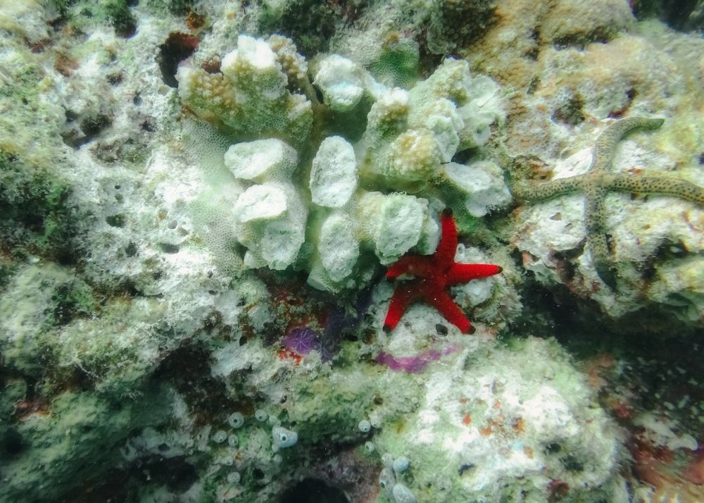 Фотография автора Яна Романова