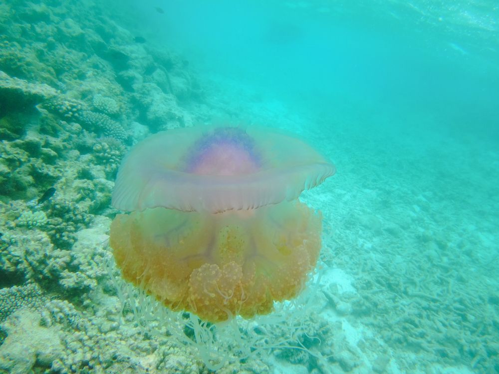 Фотография автора Яна Романова