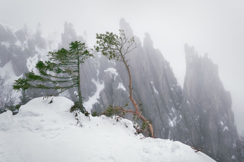 Так и растут ветрам и непогоде...