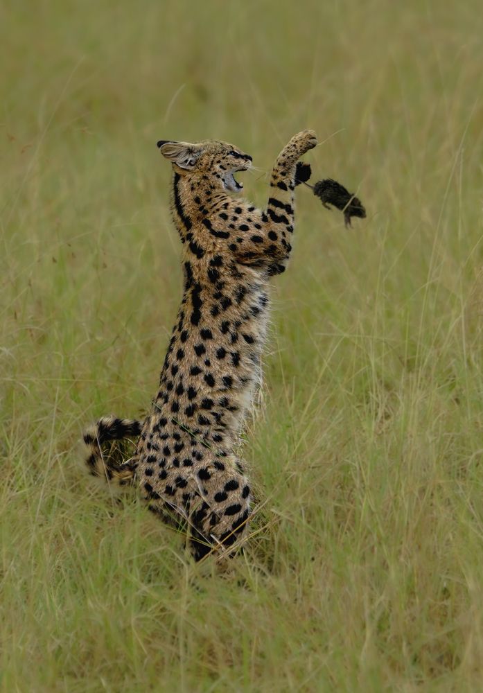 Фотография автора Nishank Joshi