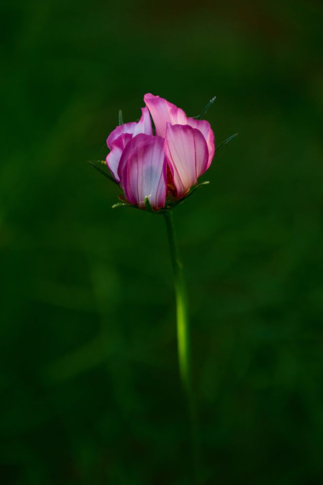 Photograph by Анастасия Пельменёва