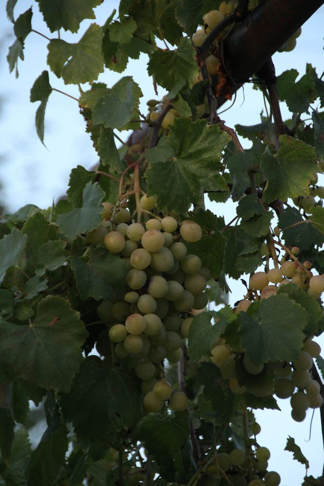 Photograph by Юлия Журавлёва