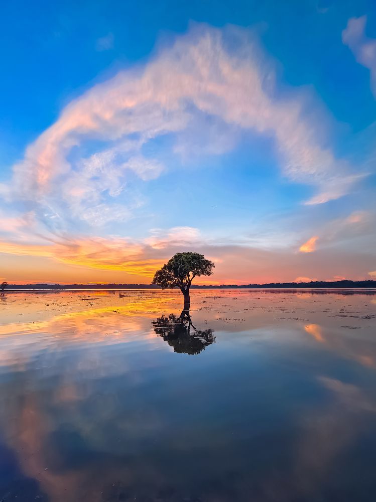 Hizol tree (Barringtonia Acutangula) , A Rare tree