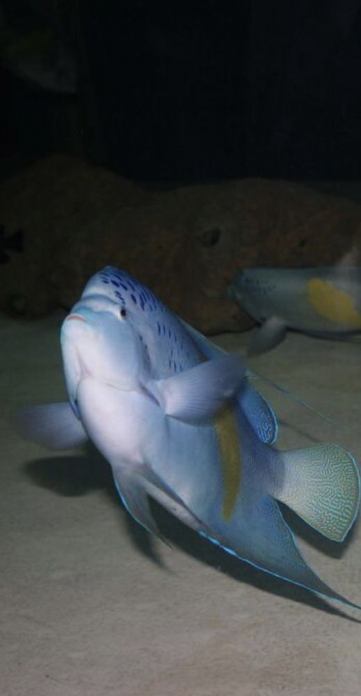 Fish at the bottom of the sea