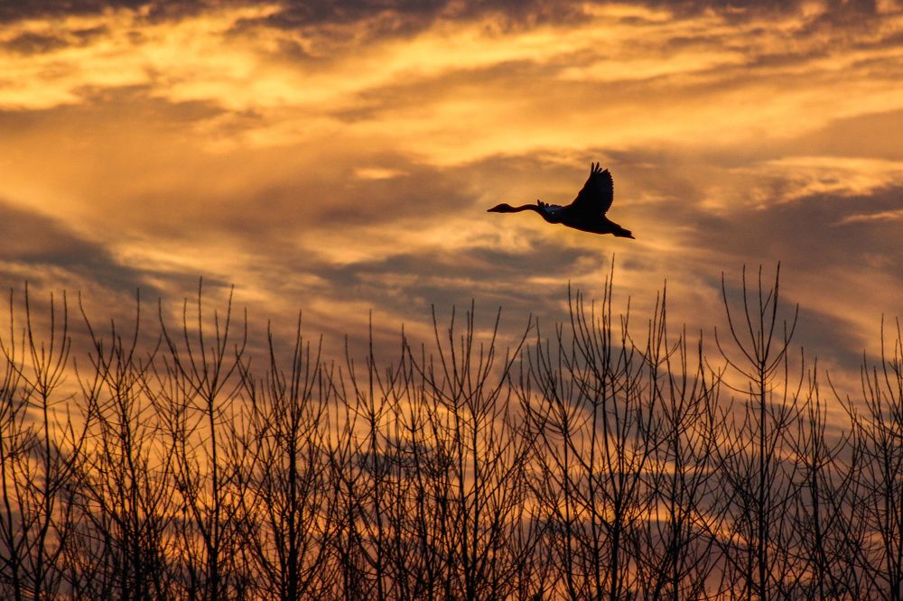 Migratory swan flight at sunset