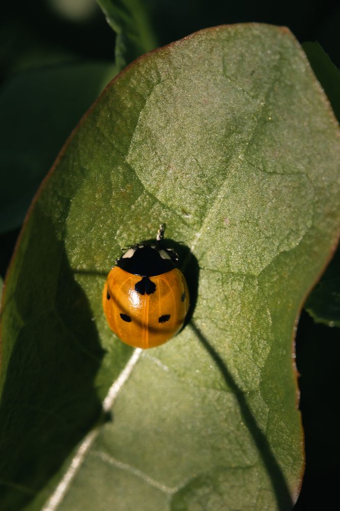 Photograph by Корчагина Оксана