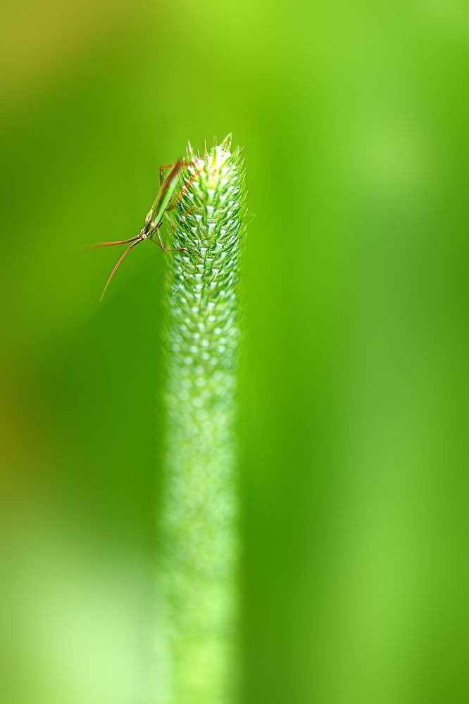 Фотография автора Cornelia Ghergut
