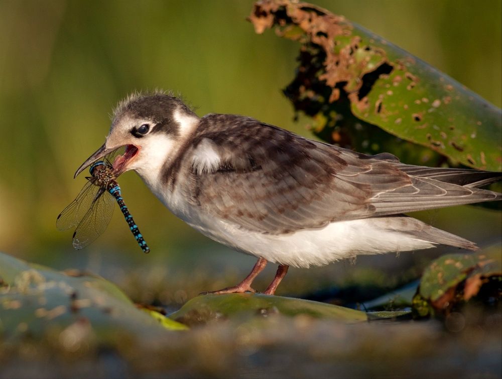 Photograph by Павел Краснослободцев