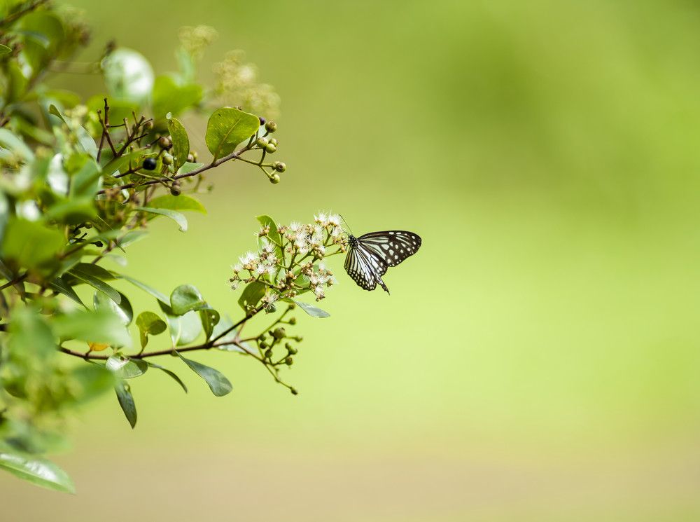 Photograph by Chamara Chathuranga