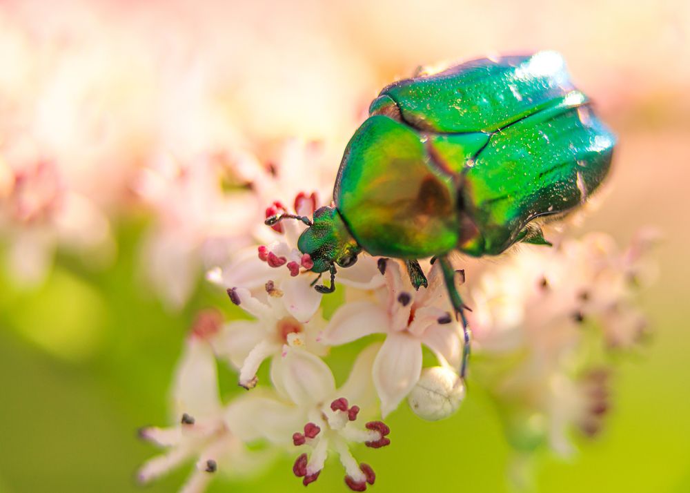Фотография автора Cornelia Ghergut