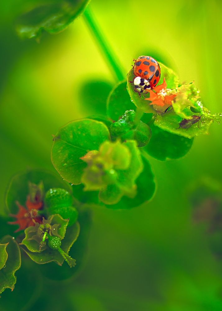 Фотография автора Cornelia Ghergut