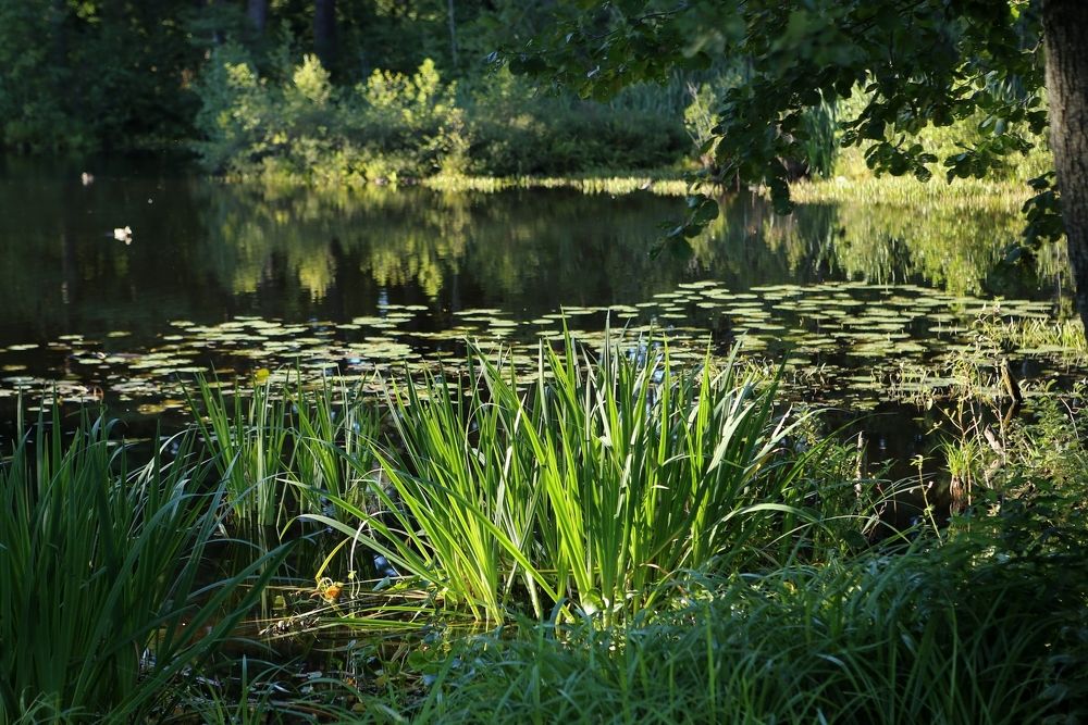 Тихий омут.