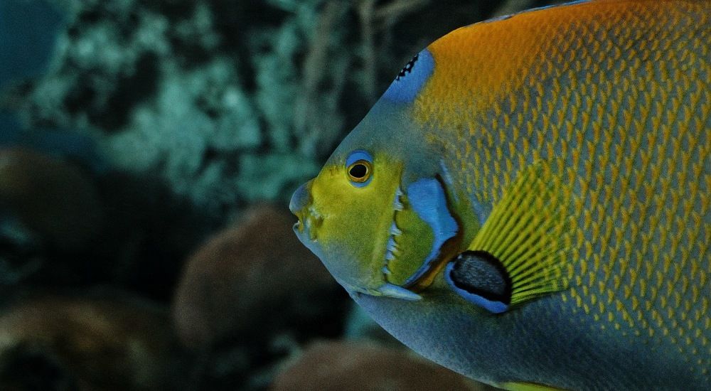 Photograph by Khristian Mauricio Casuso Garcés