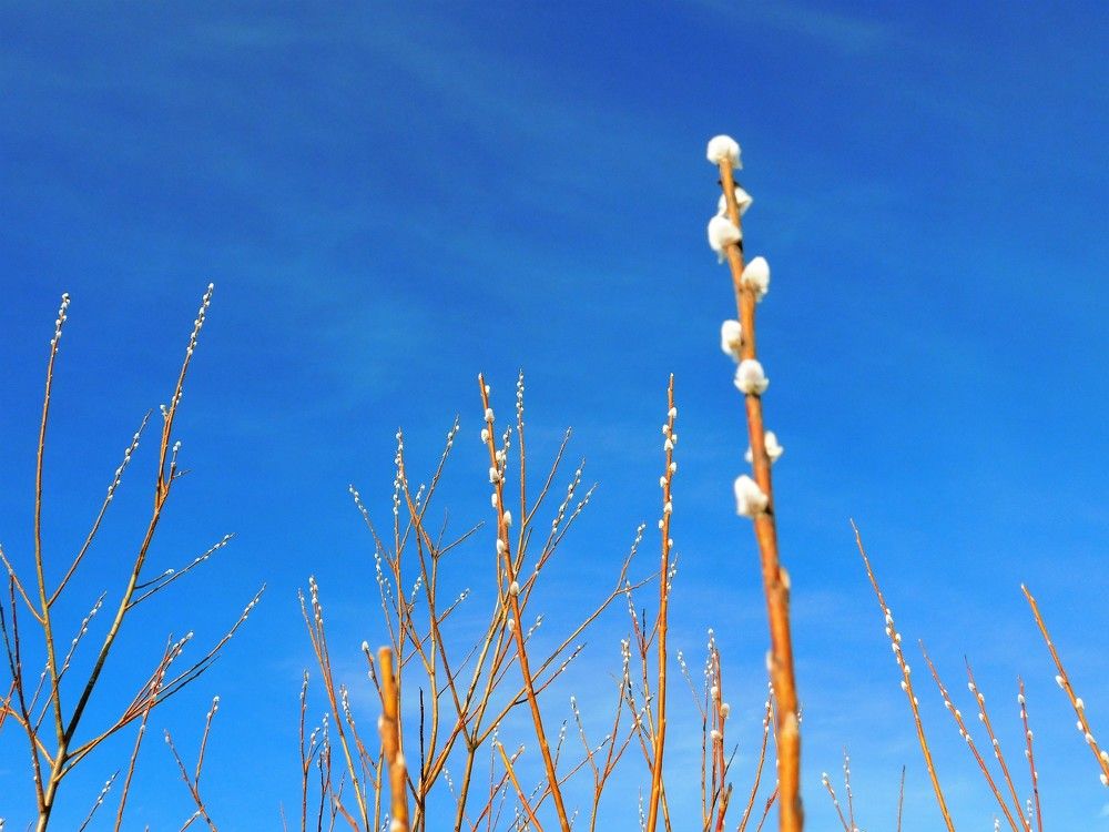 Photograph by Чкареули Светлана