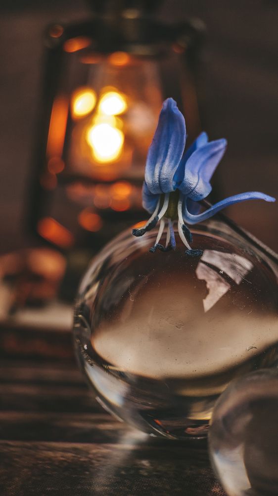 Фотография автора Марина Алексеевская