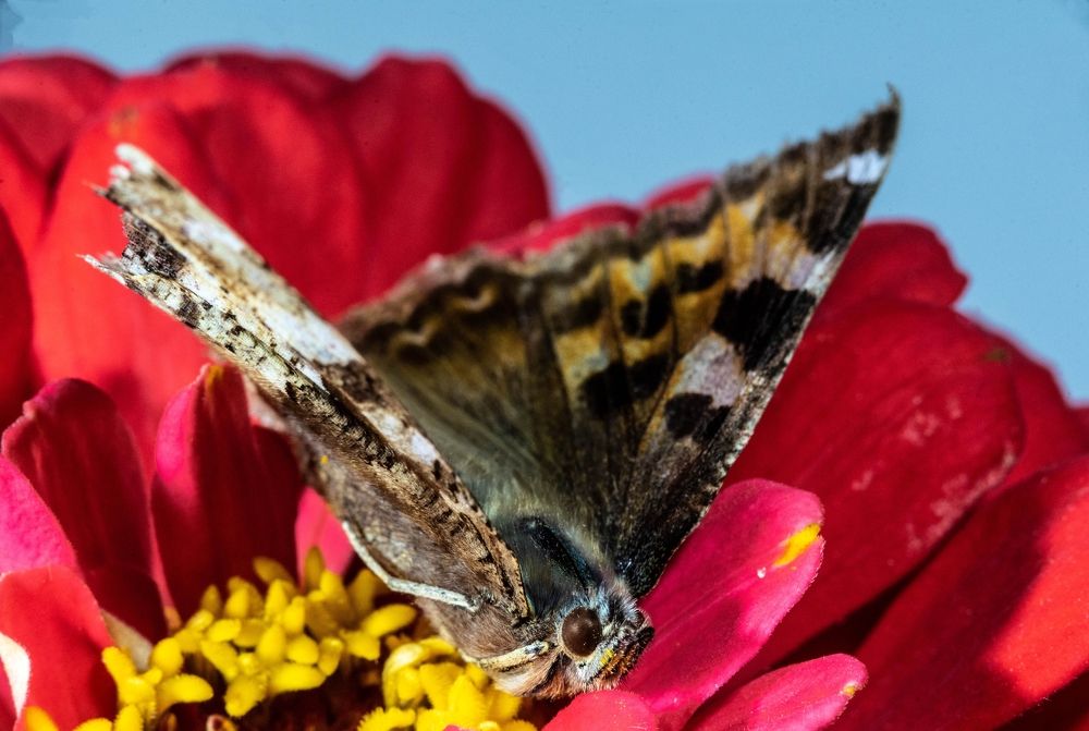 Фотография автора Сергей Чесноков
