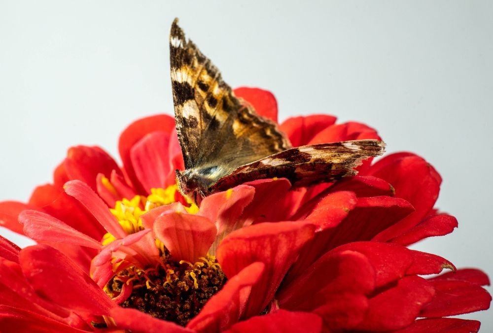 Фотография автора Сергей Чесноков