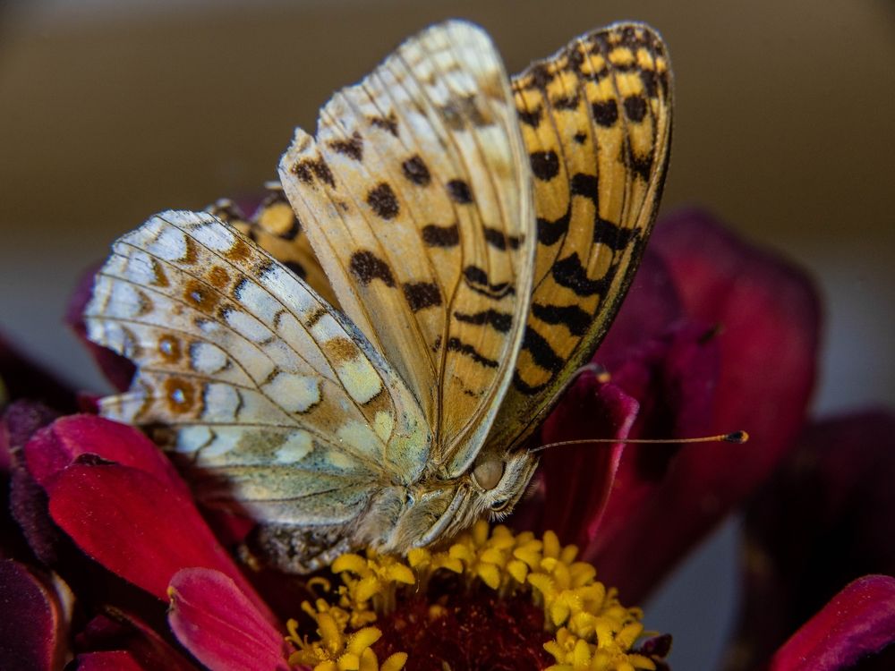Фотография автора Сергей Чесноков