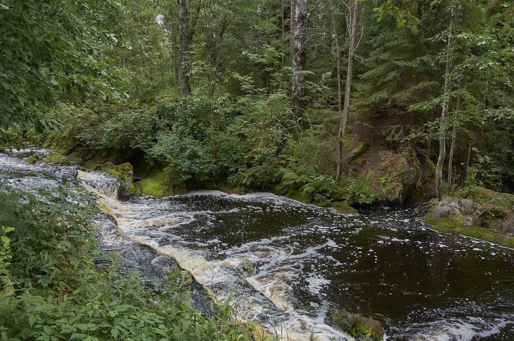 green forest and small river