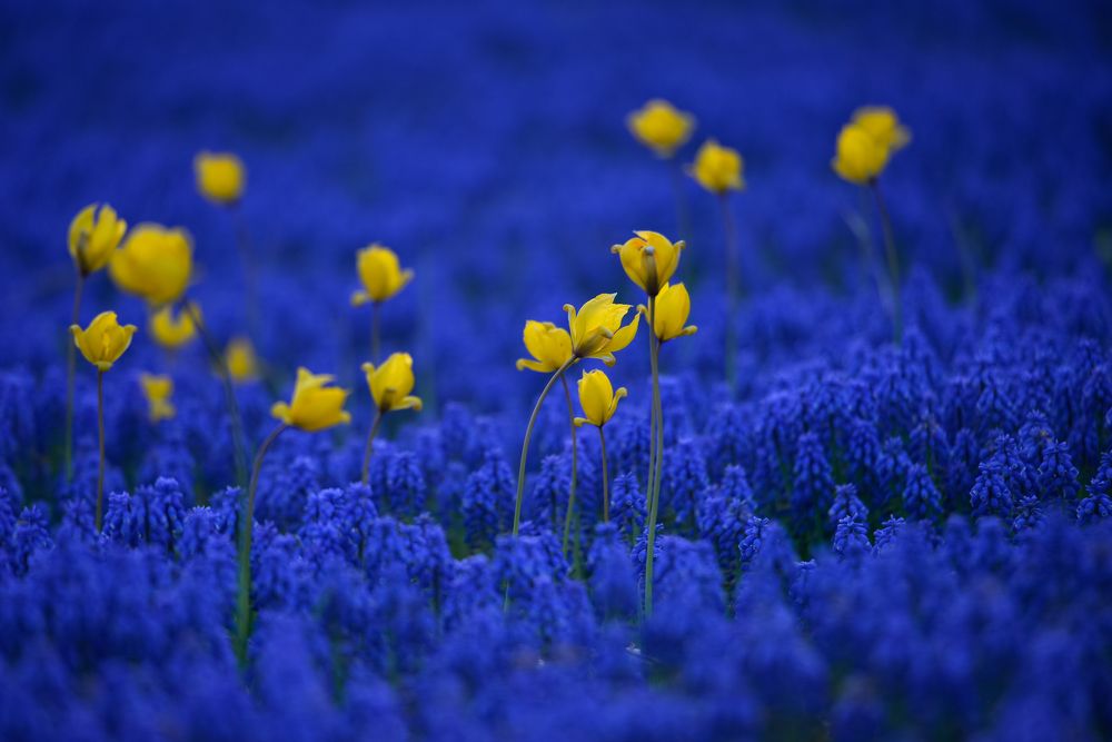 Photograph by Olga Mendosa