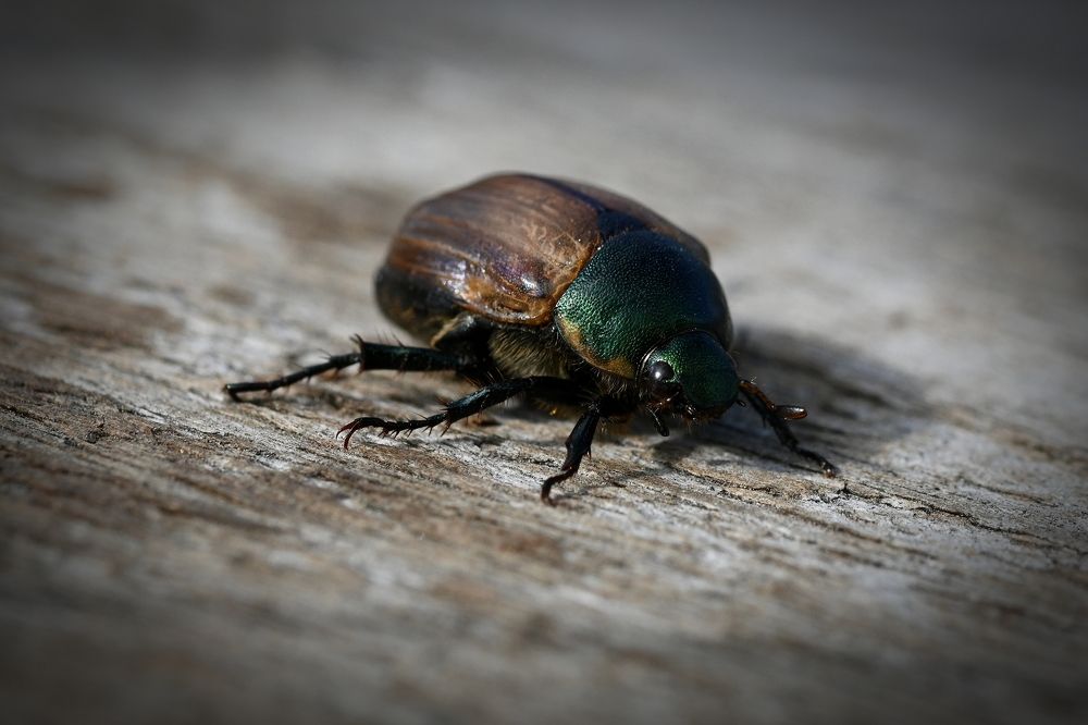 Photograph by Алексей Гордеев