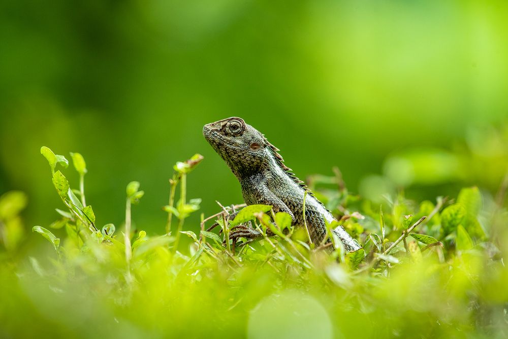 Photograph by Neeraj Gade