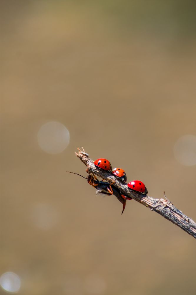 Фотография автора Alipour mohammad