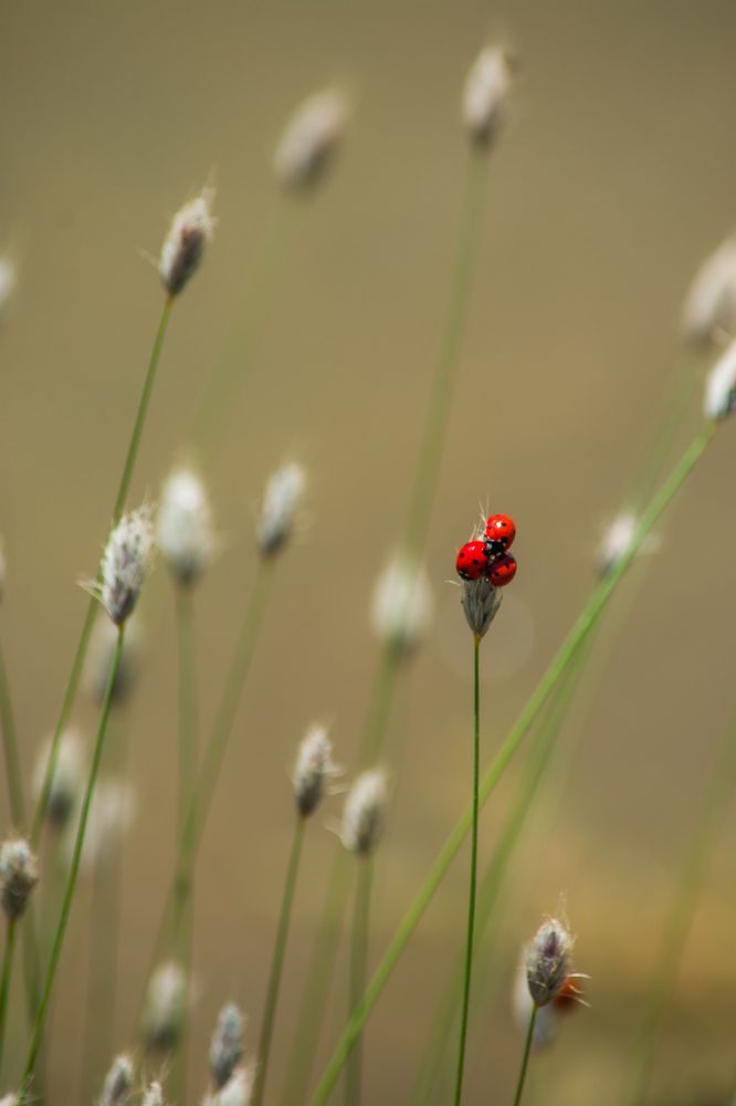 Фотография автора Alipour mohammad