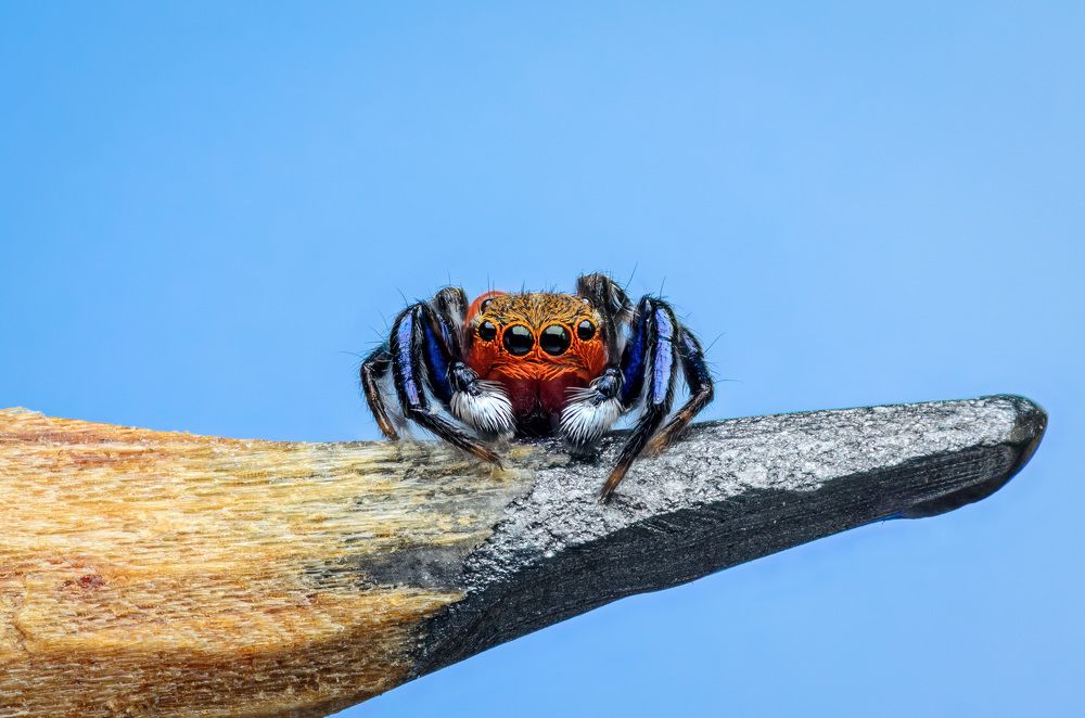 Фотография автора Сергей Чебанов