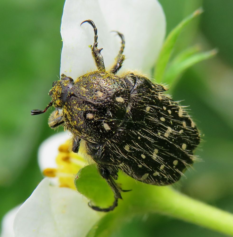 Tropinota (Epicometis) hirta close up