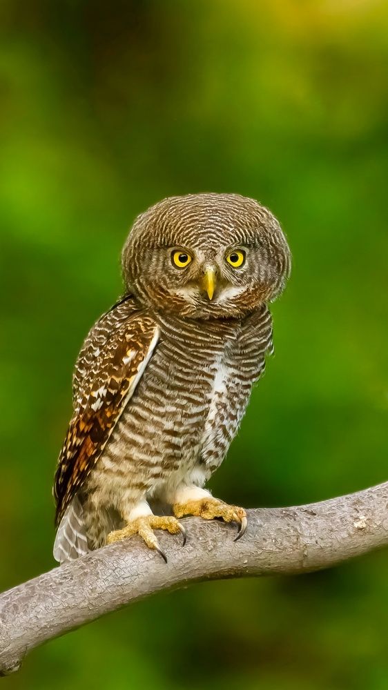 Photograph by Akshay Vaghela